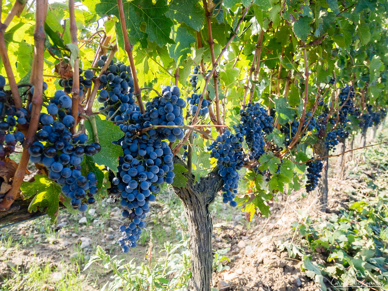 raisins-vendanges