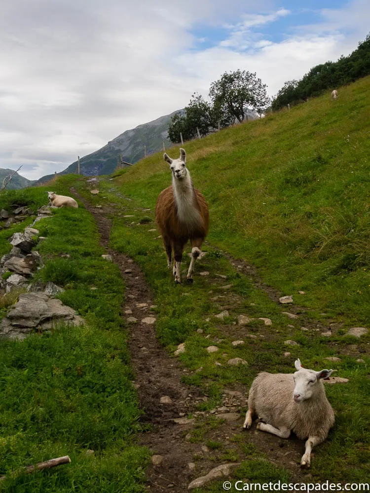 randonnee-geiranger-lama-mouton