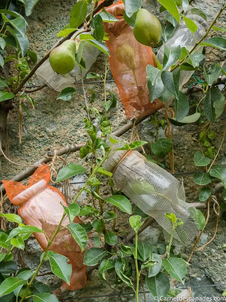 eau-vie-poire-fabrication-pleterje