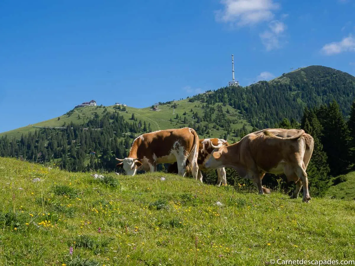 krvavec-vaches