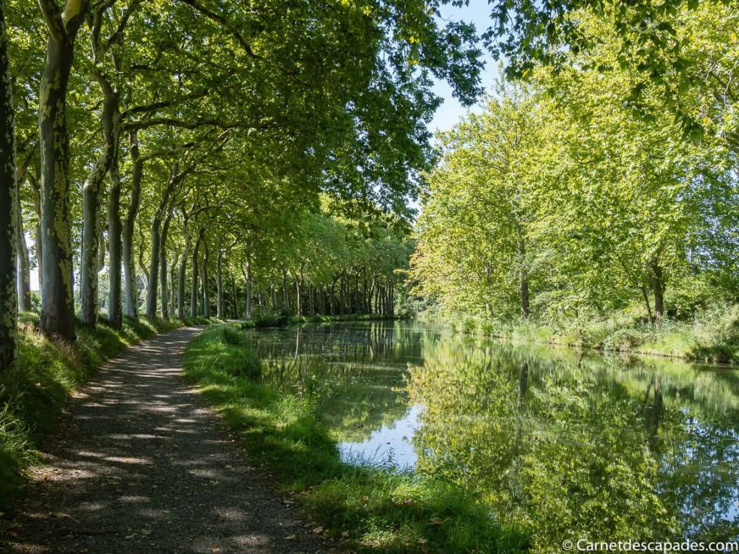 platanes-canal-midi