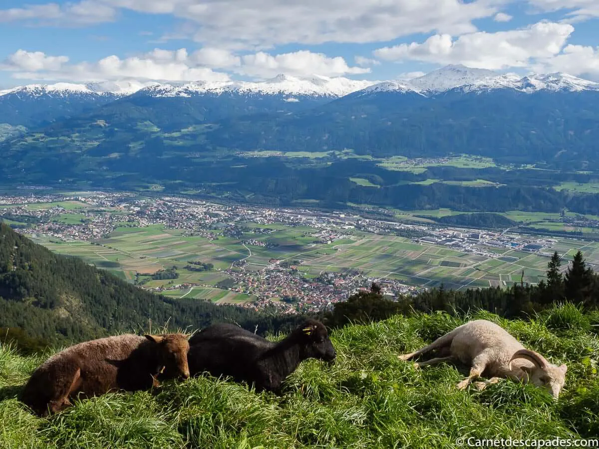 moutons-tyrol