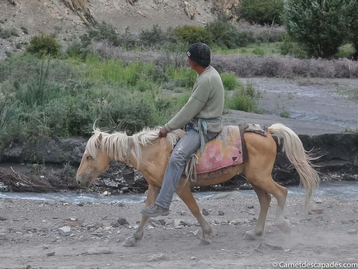 cavalier-ladakhi