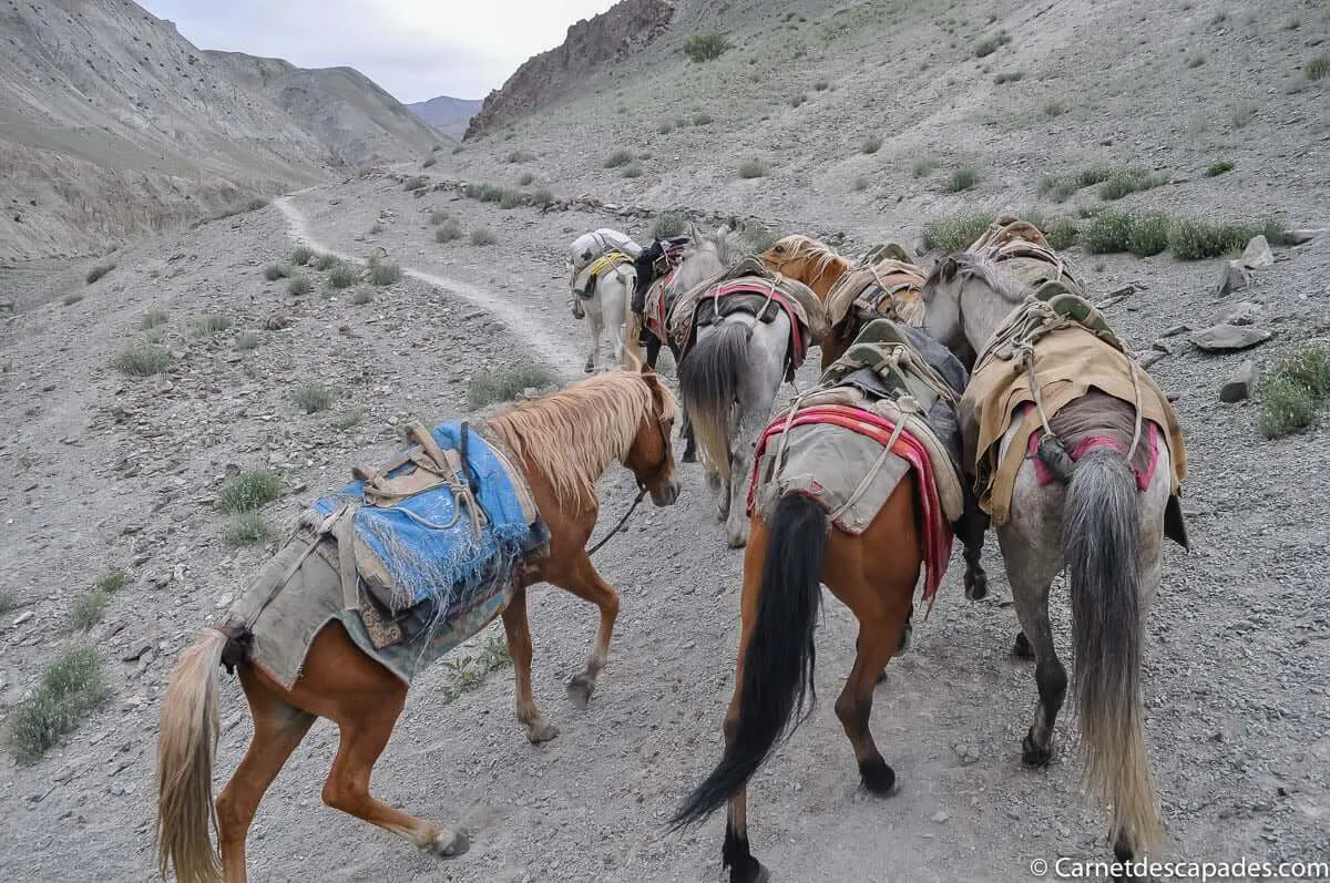 chevaux-ladakh