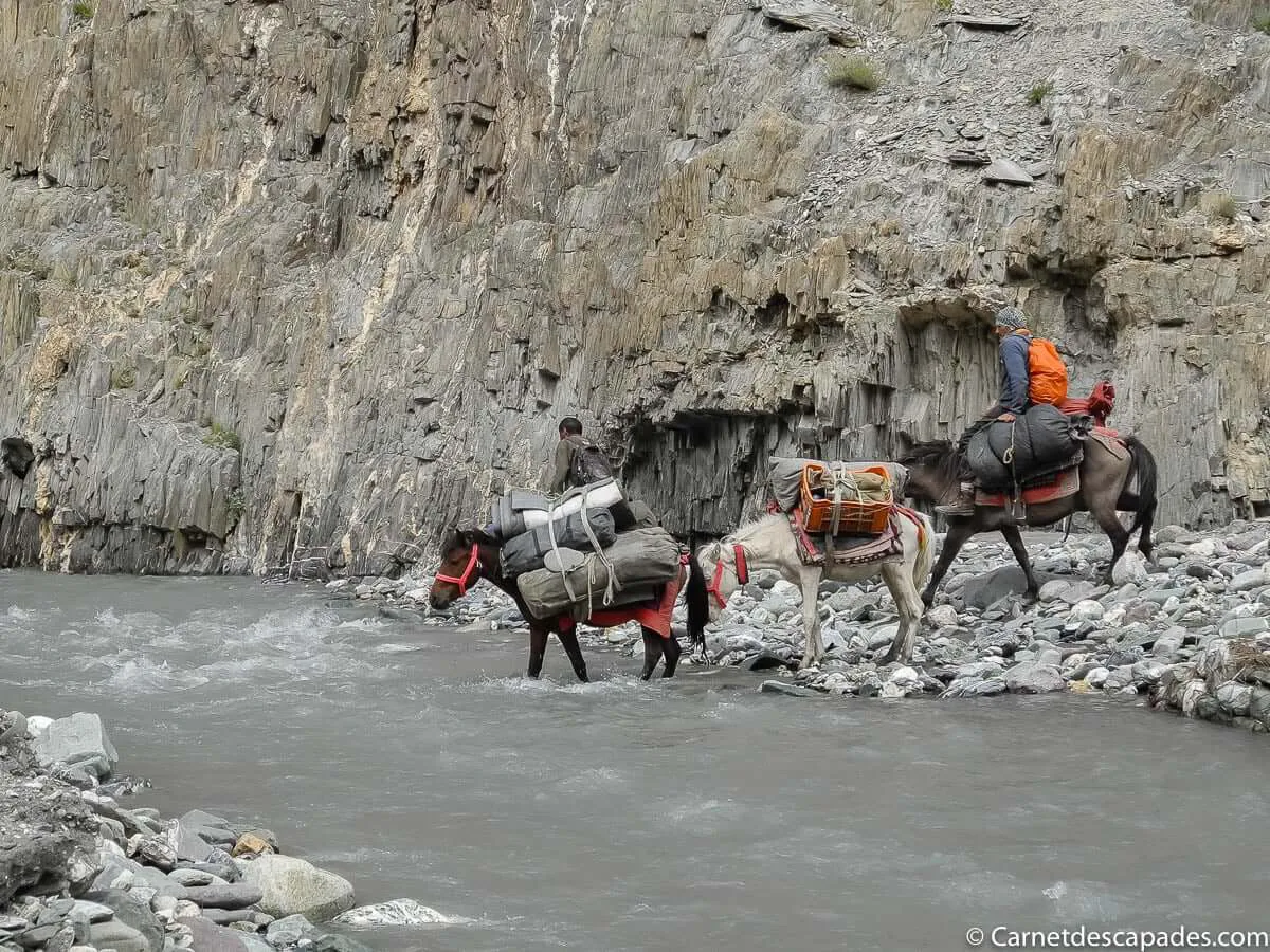 chevaux-traversant-riviere-ladakh