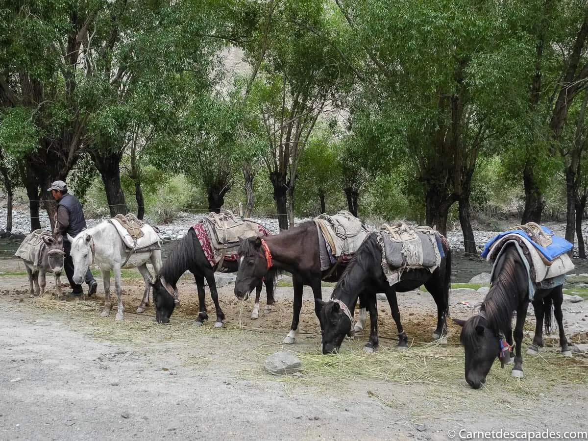 chevaux-trek-ladakh