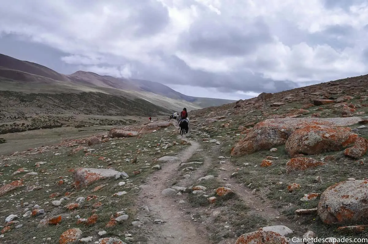 ladakh-cheval