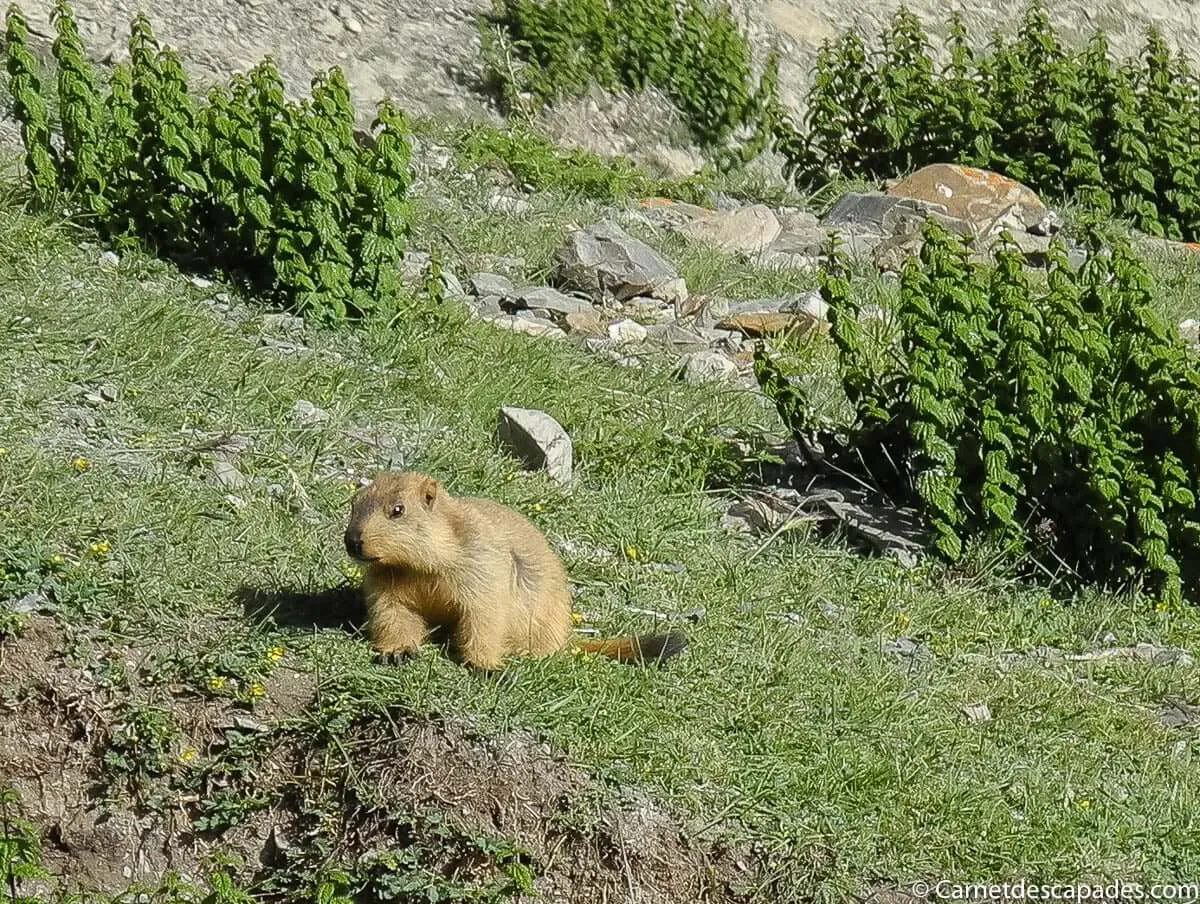 marmotte