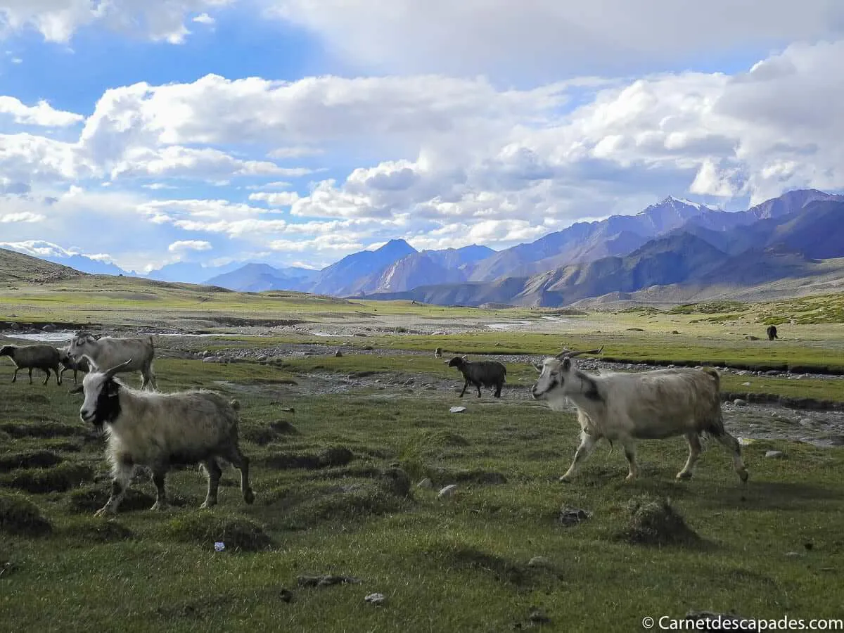 plateau-nimaling-ladakh-inde