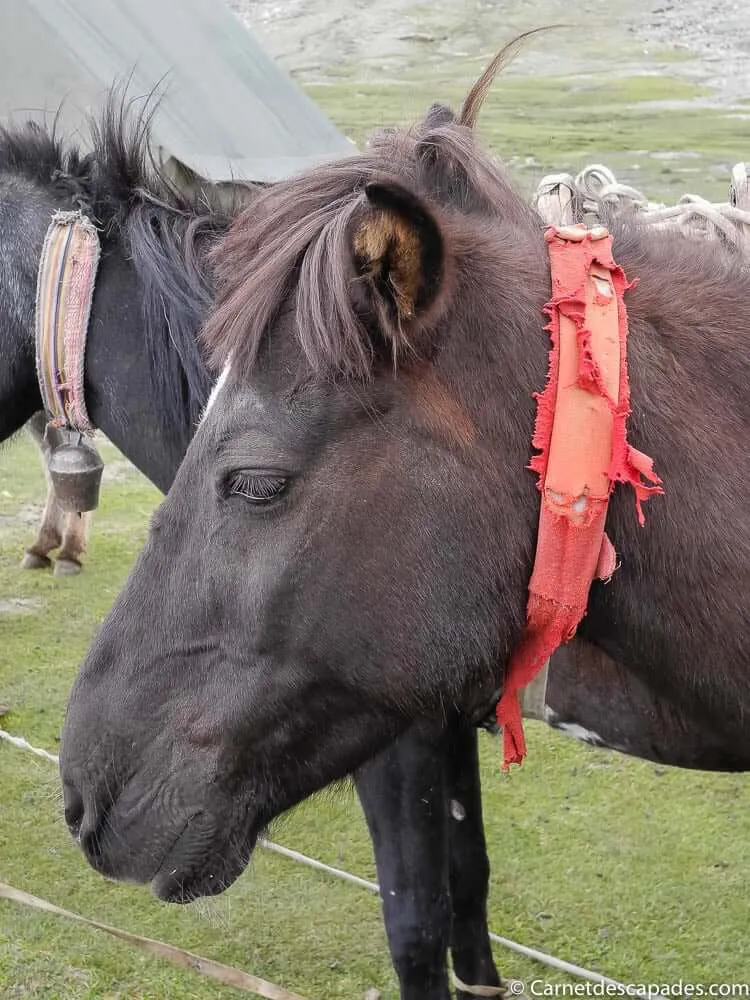 poney-ladakh