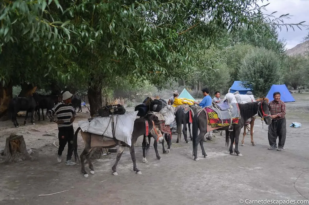 skiu-chevaux-ladakh