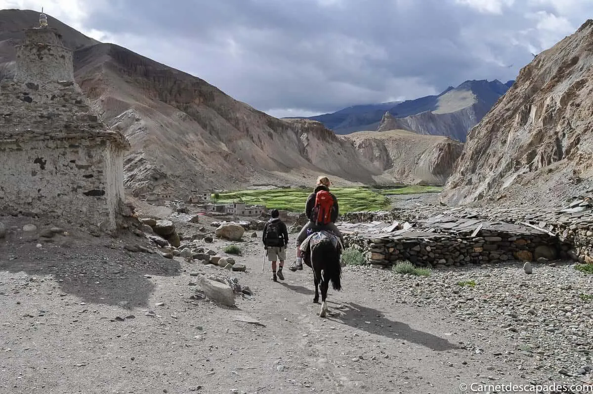 trek-ladakh-cheval