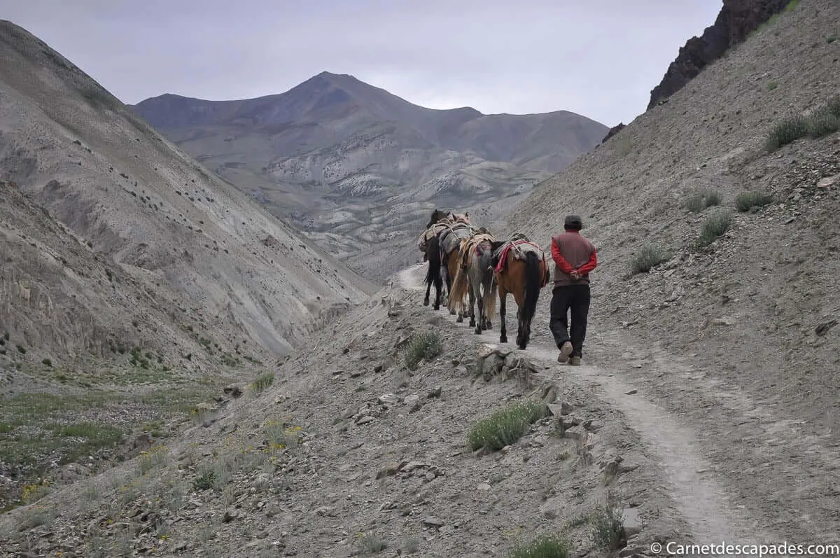 trek-ladakh-chevaux