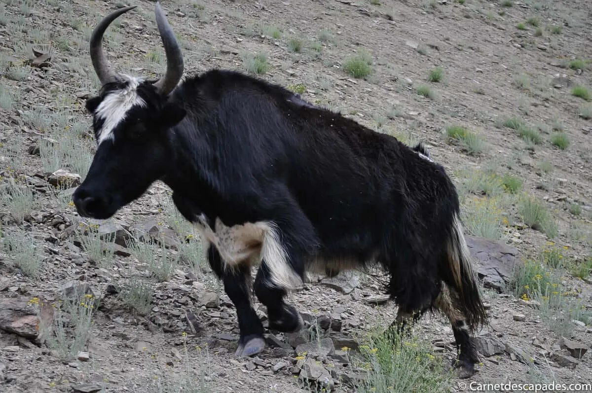 vache-yak