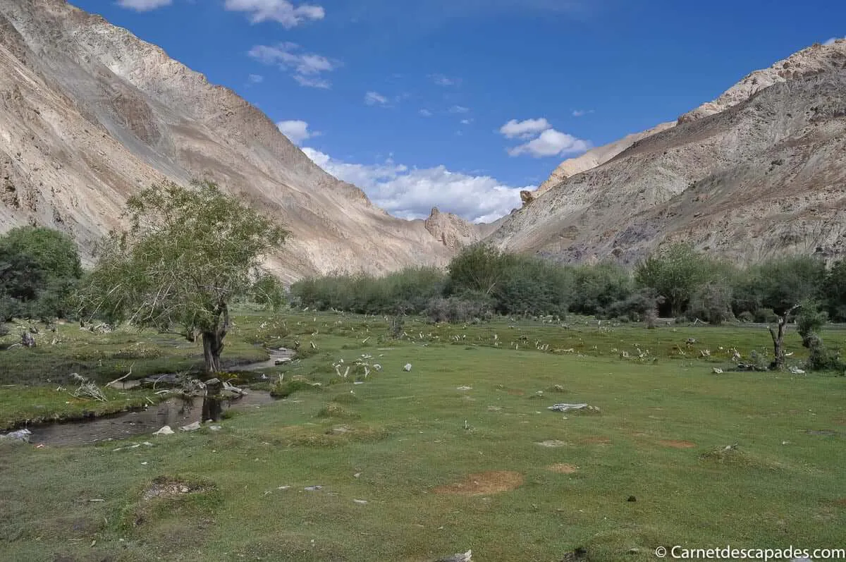 vallee-markha-ladakh