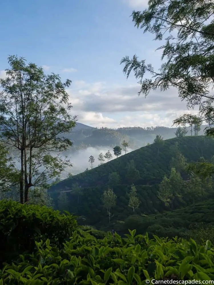 matin-plantations-the-munnar