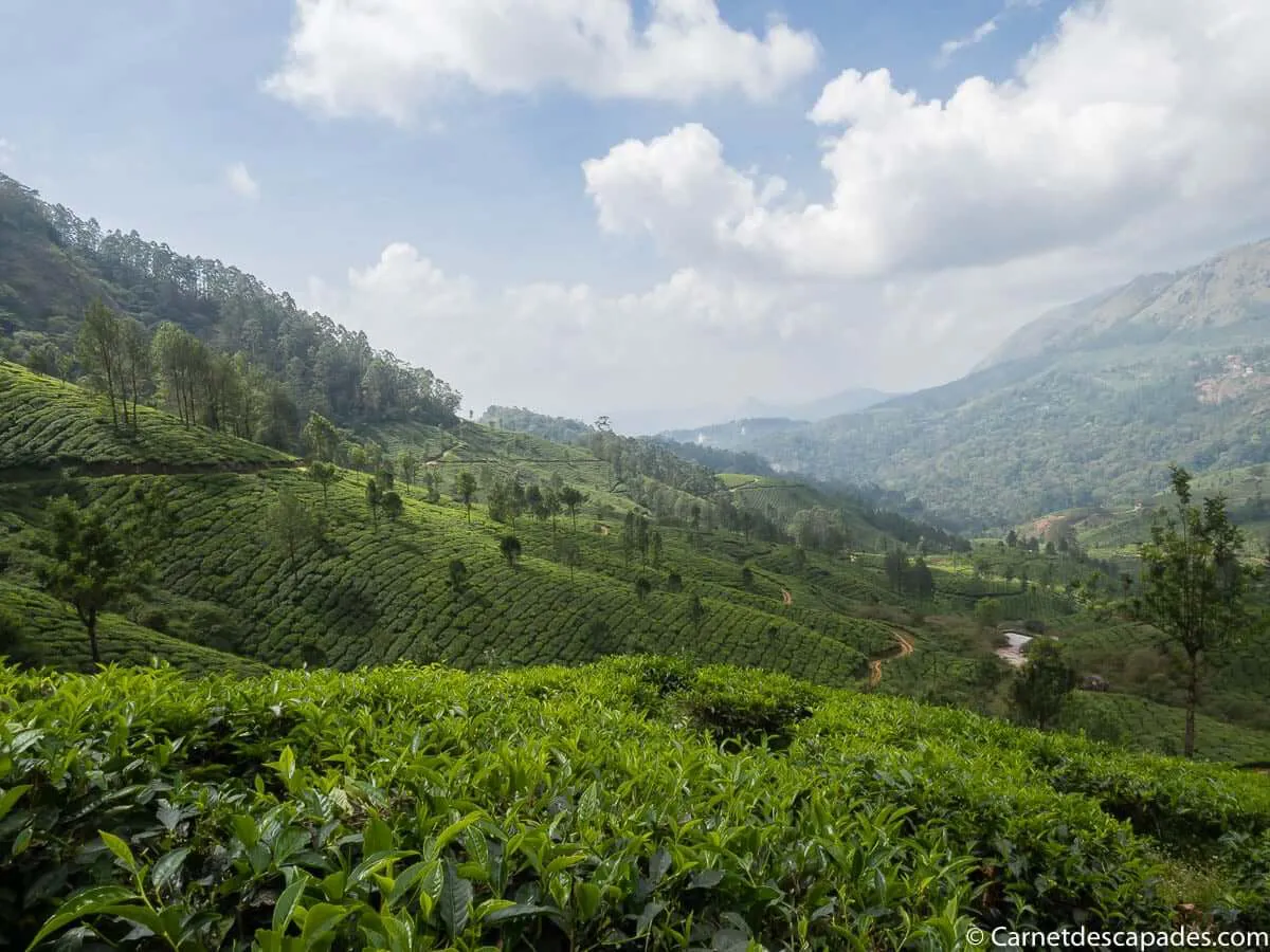 champs-the-munnar-kerala