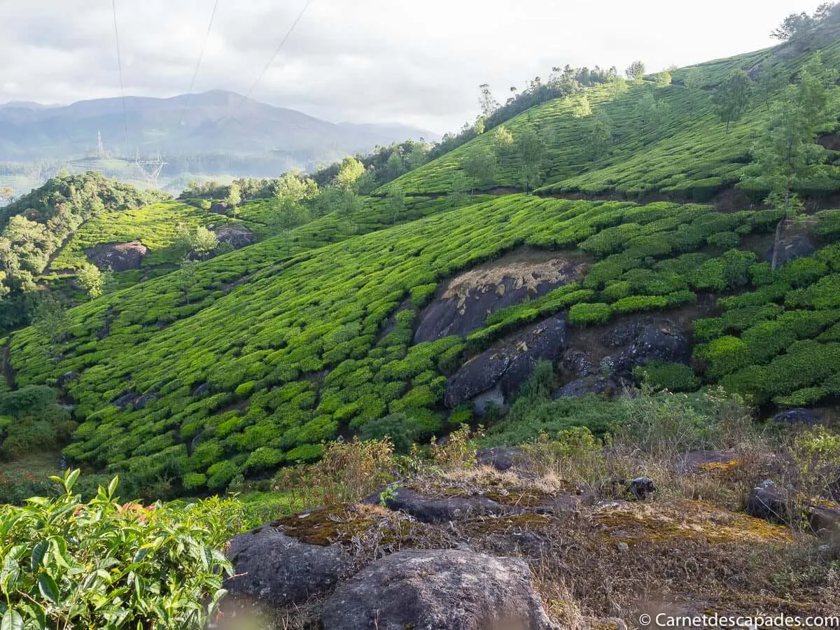 munnar-plantations-the