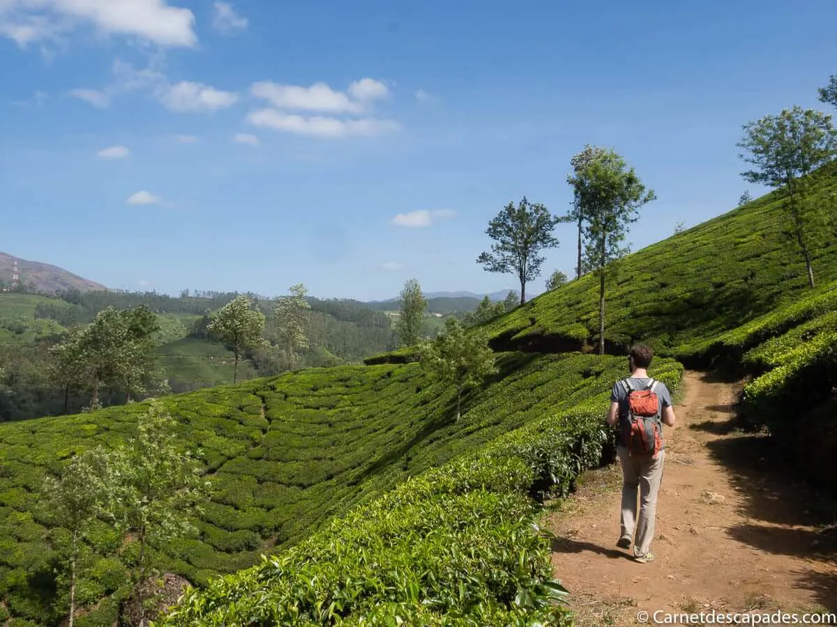 plantations-the-munnar-rando