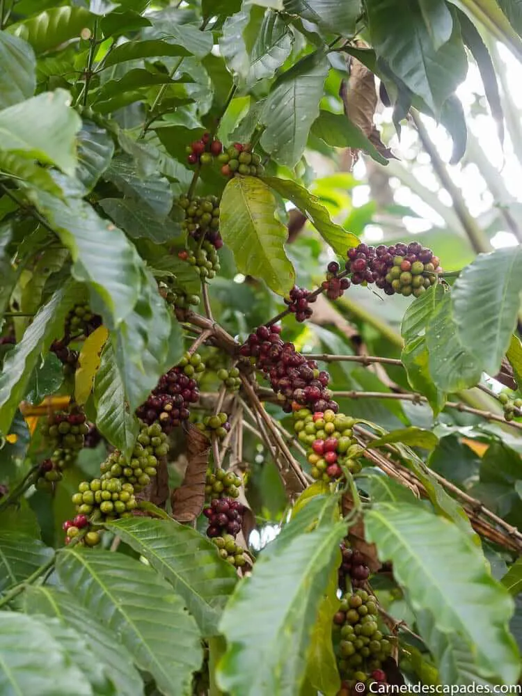 plante-cafe-munnar