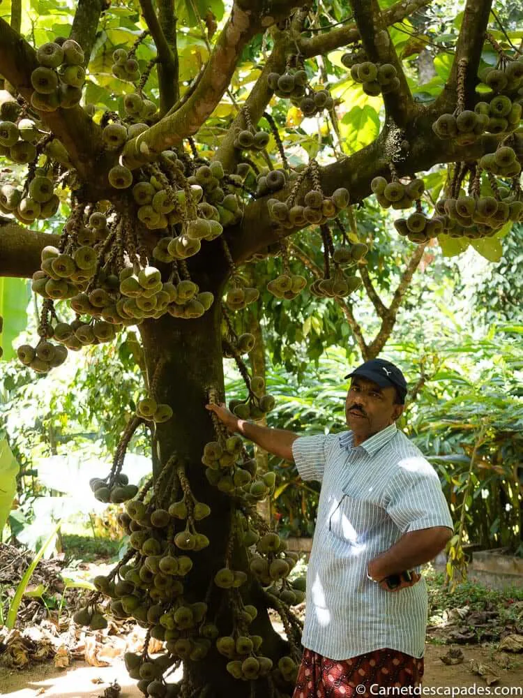 visite-jardin-epices-munnar