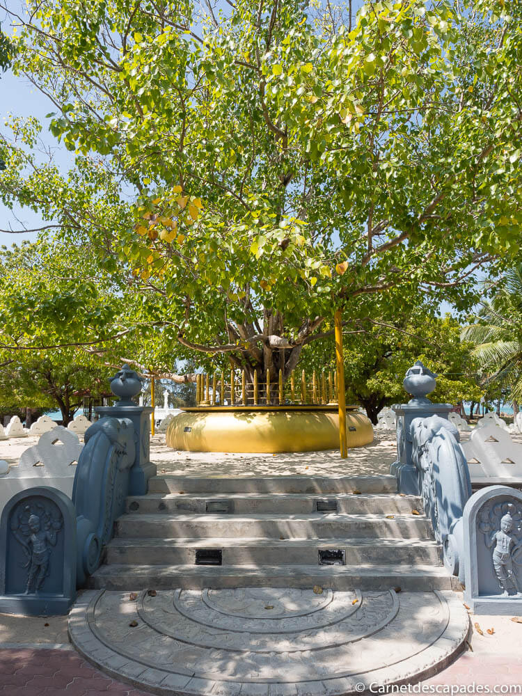 arbre-bodhi-sri-sangamiththa-viharaya
