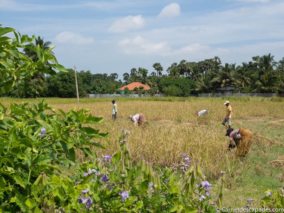 travail-champs-jaffna