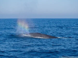 voir-baleine-sri-lanka