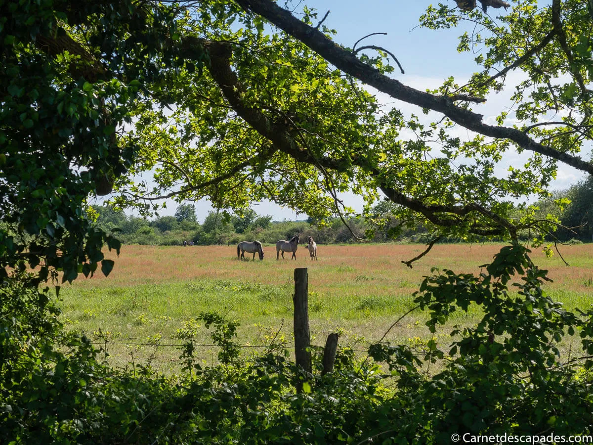 brenne-prairies-chevaux
