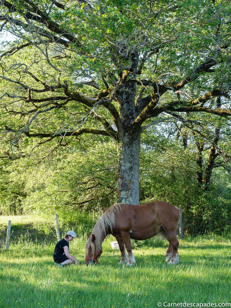 cheval-radieuse