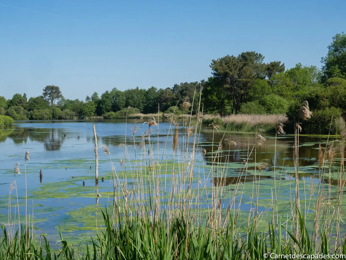 etang-parc-naturel-regional-brenne
