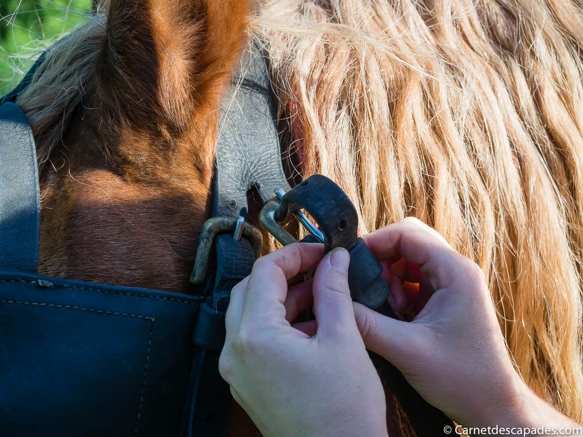 harnachement-cheval-roulotte