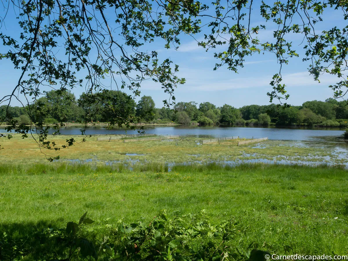 parc-naturel-regional-brenne-etangs