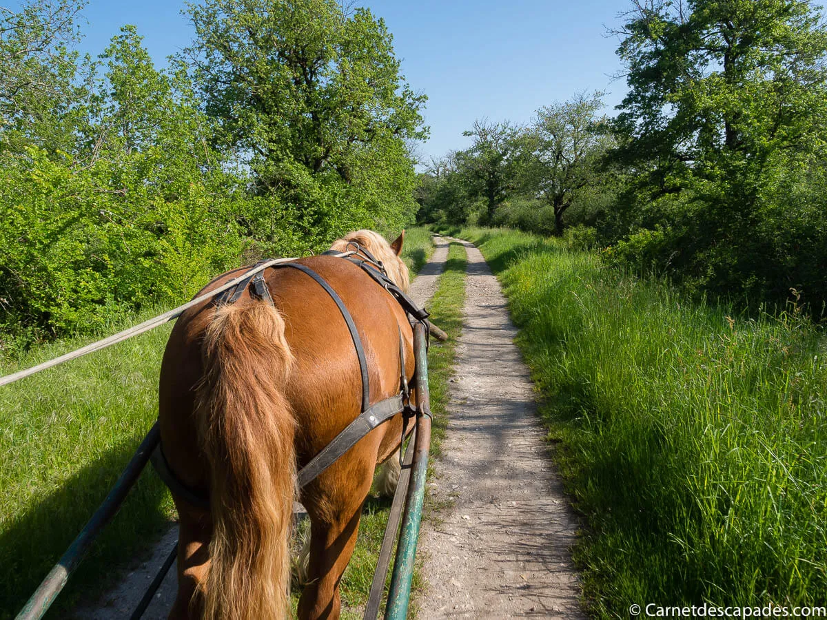 roulotte-cheval-berry