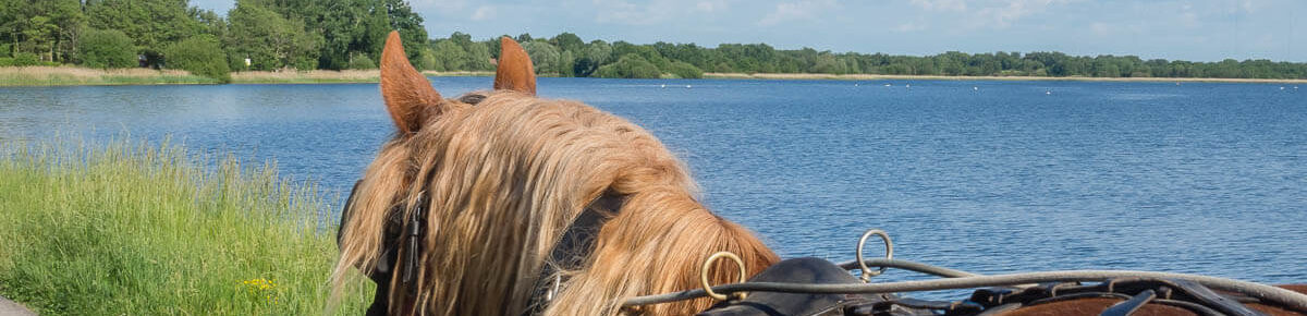 roulotte cheval parc brenne