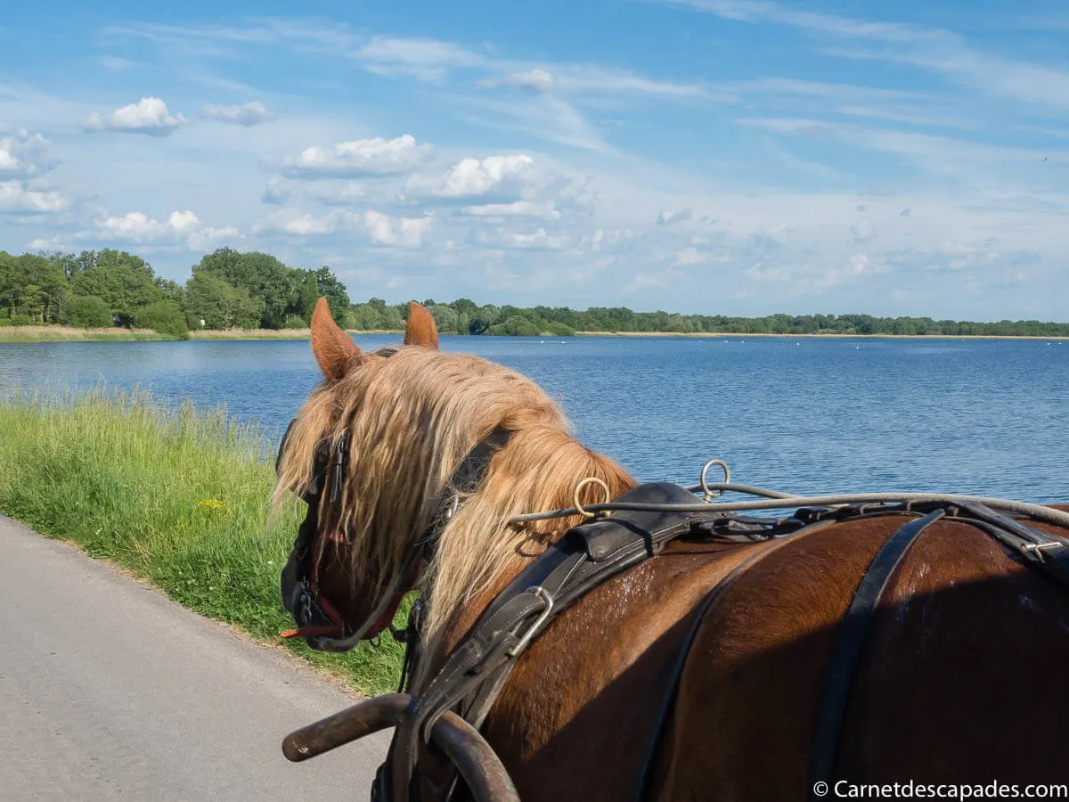 roulotte-cheval-parc-brenne