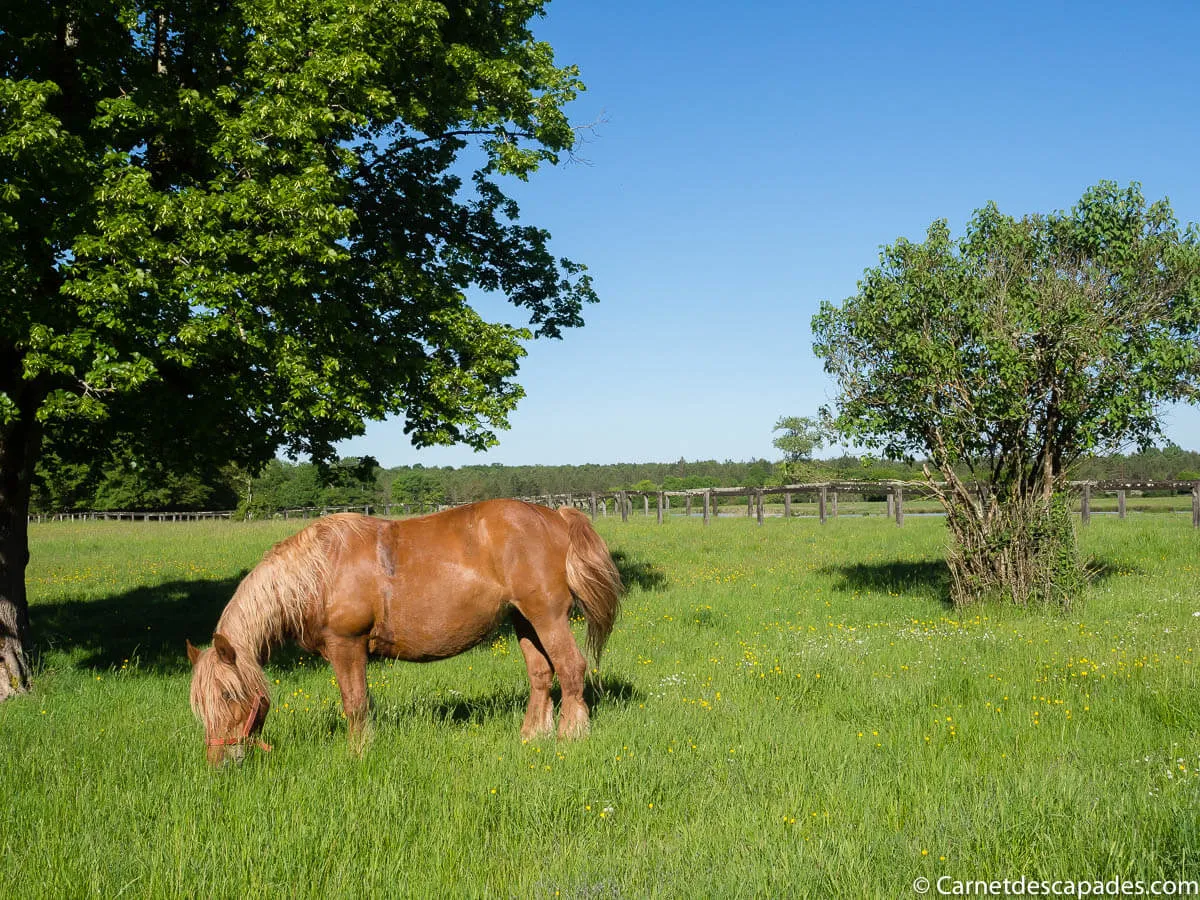 vacances-roulotte-cheval-berry