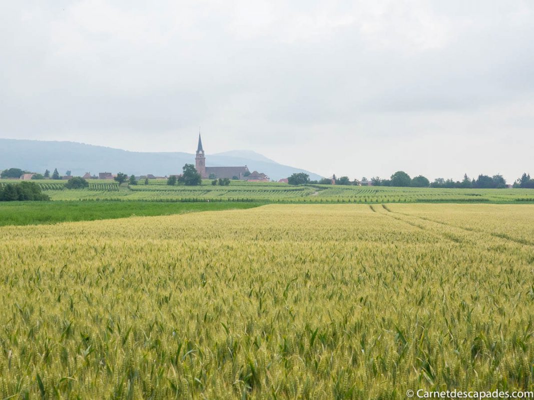 alsace-champ