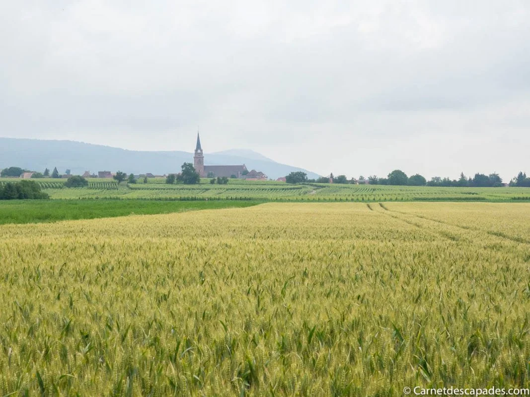 alsace-champ