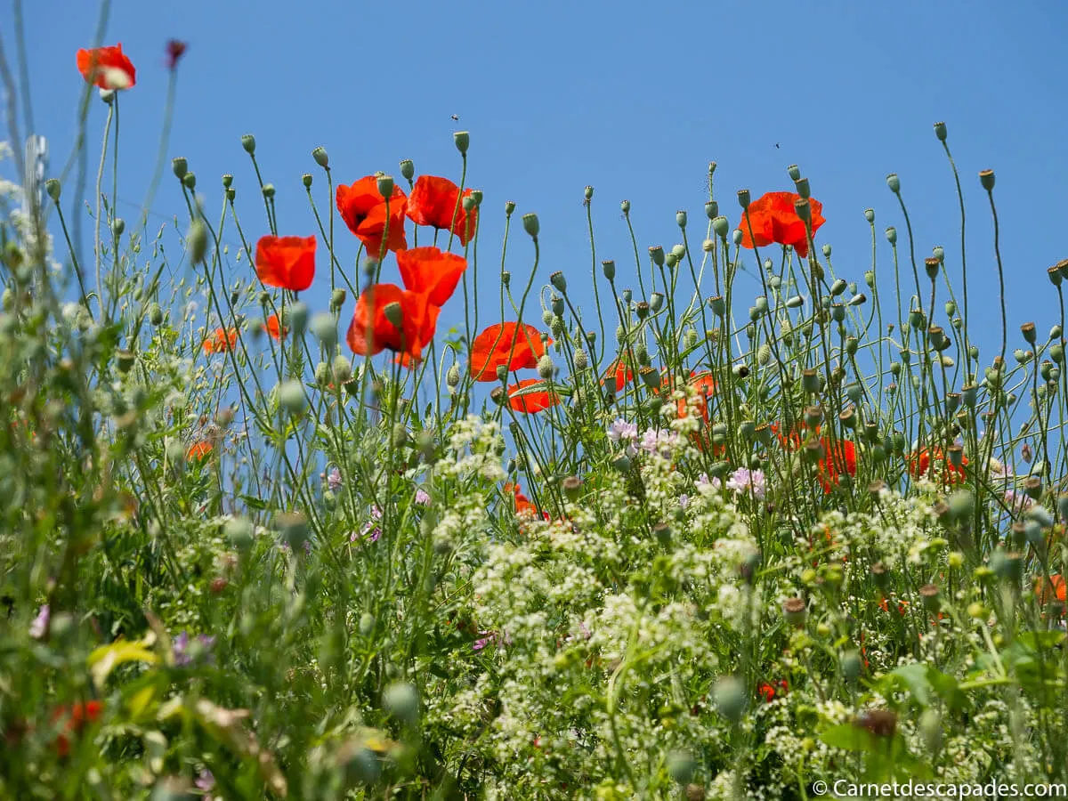 coquelicots