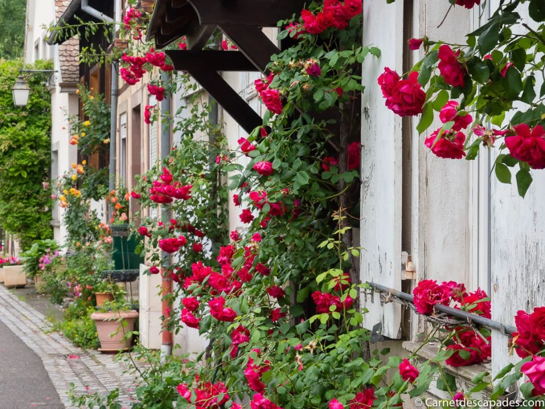 fleurs-riquewihr