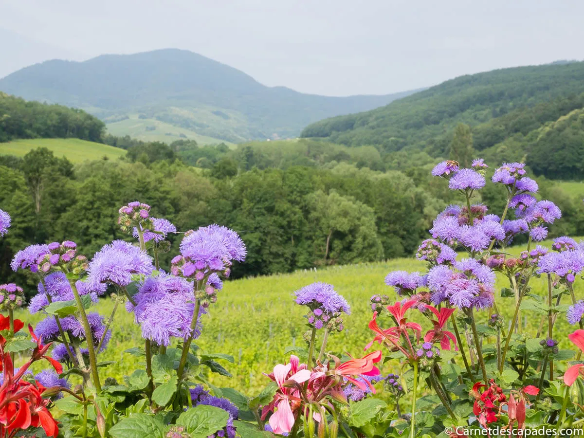 fleurs-vue-itterswiller