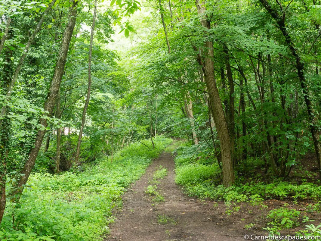 foret