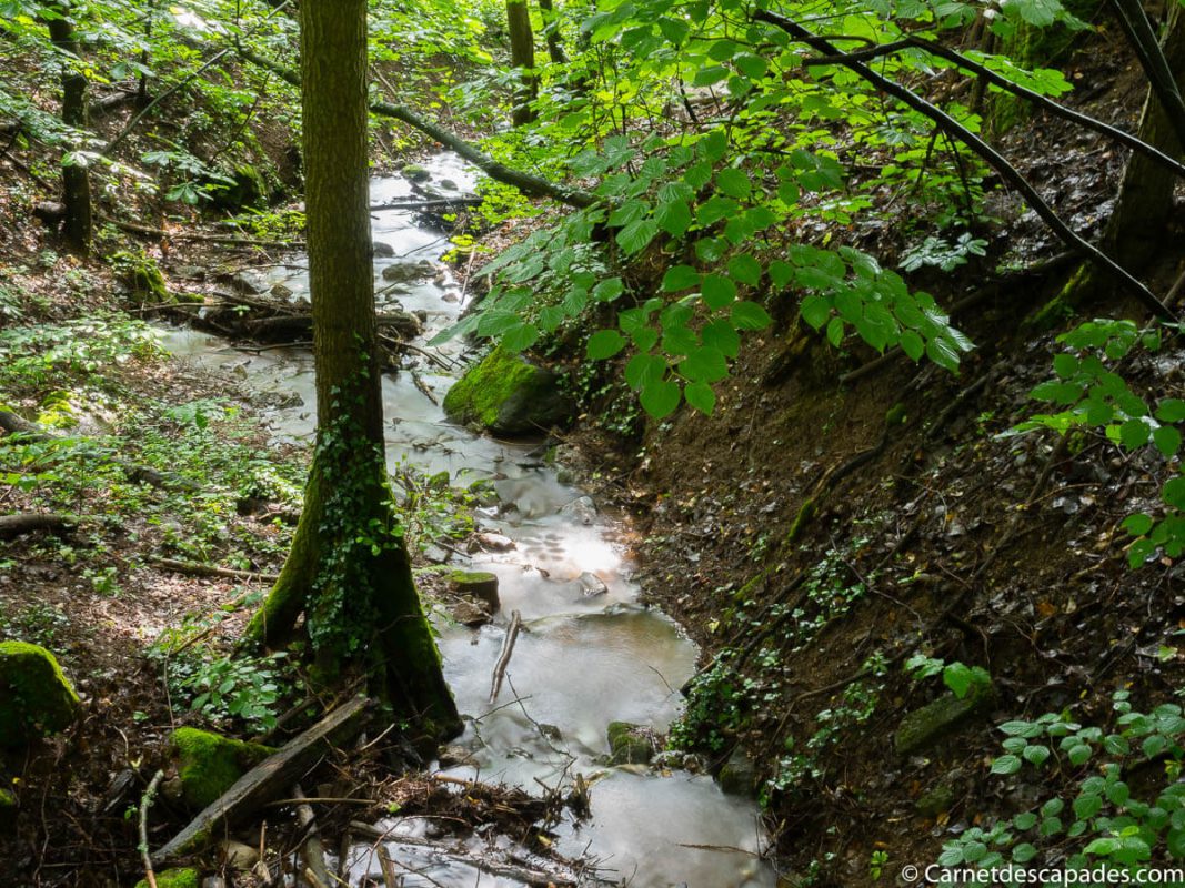 foret-avant-riquewihr