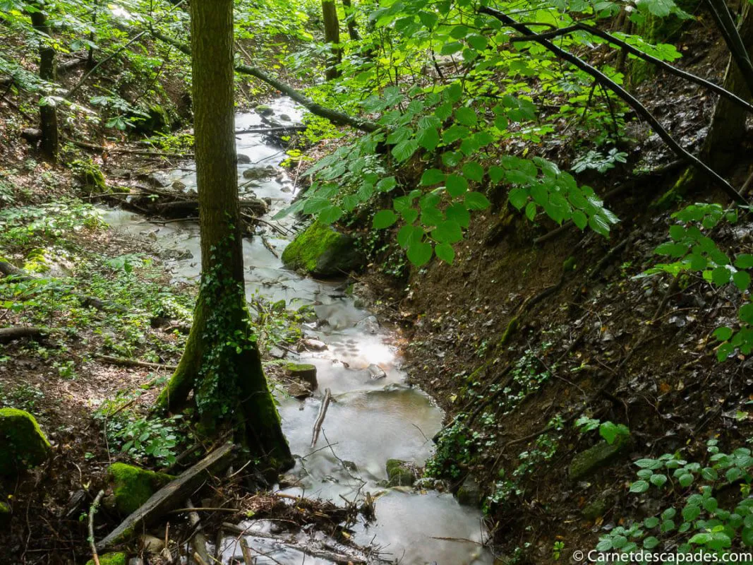 foret-avant-riquewihr