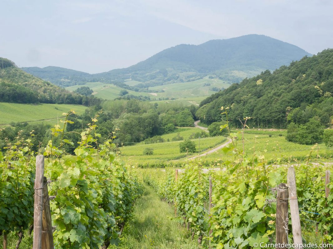 itterswiller-vignes-alsace