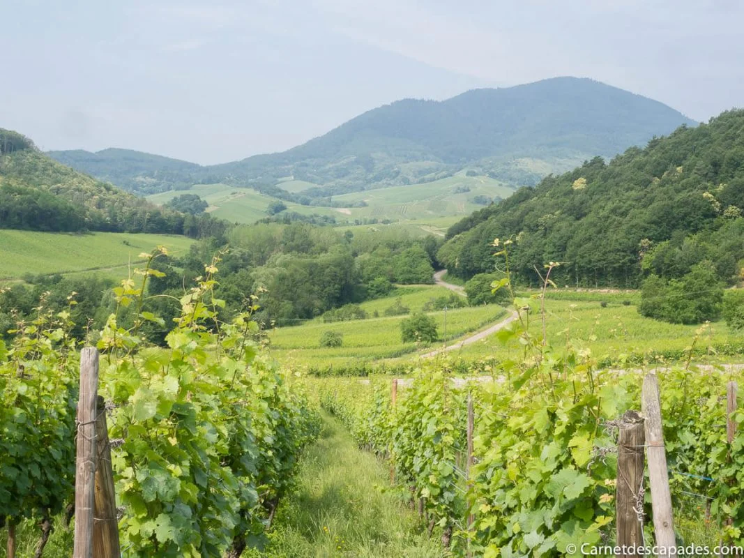itterswiller-vignes-alsace