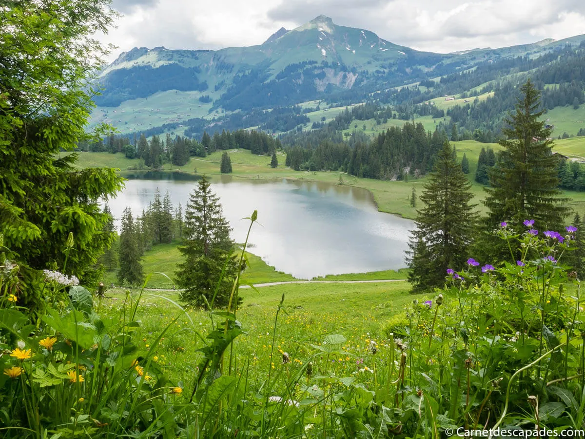 lac-launen