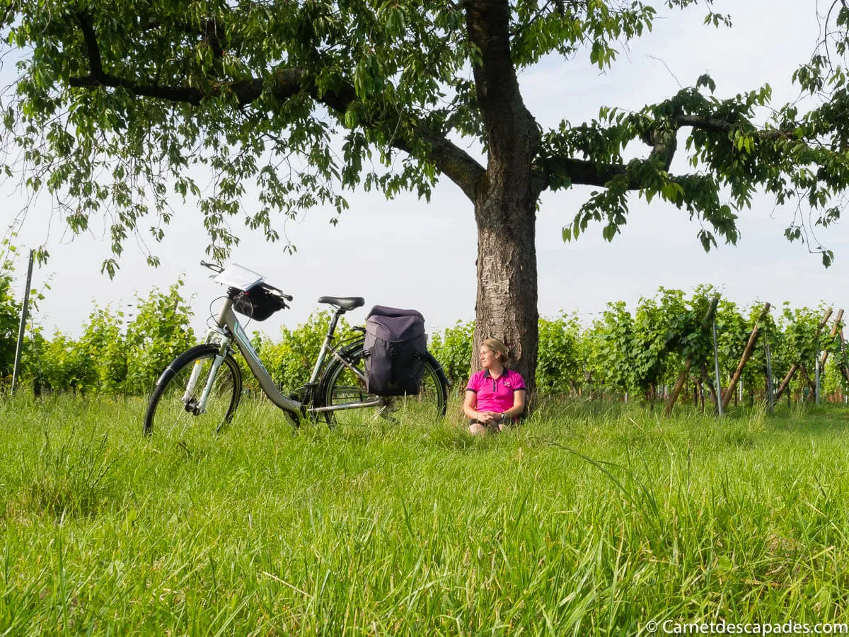 repos-velo-alsace-vignes