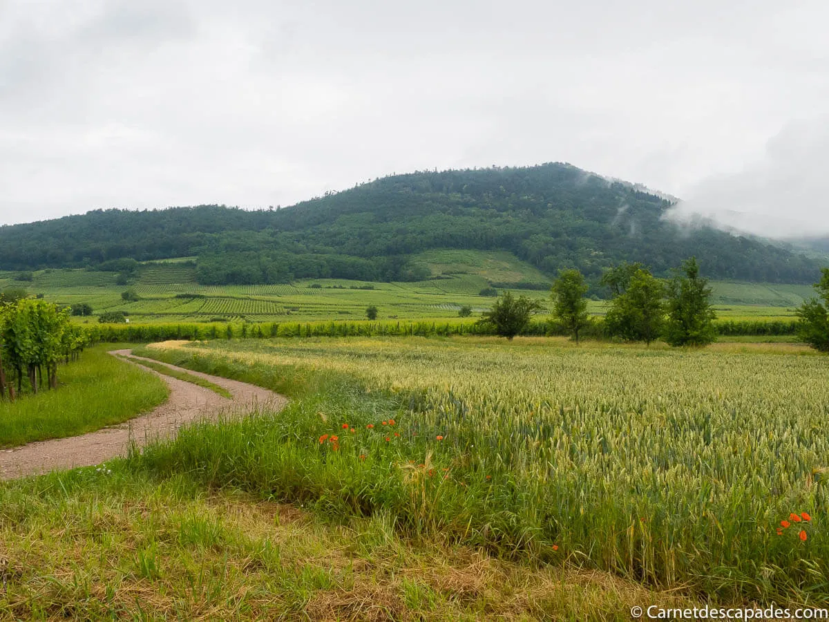 route-vins-alsace